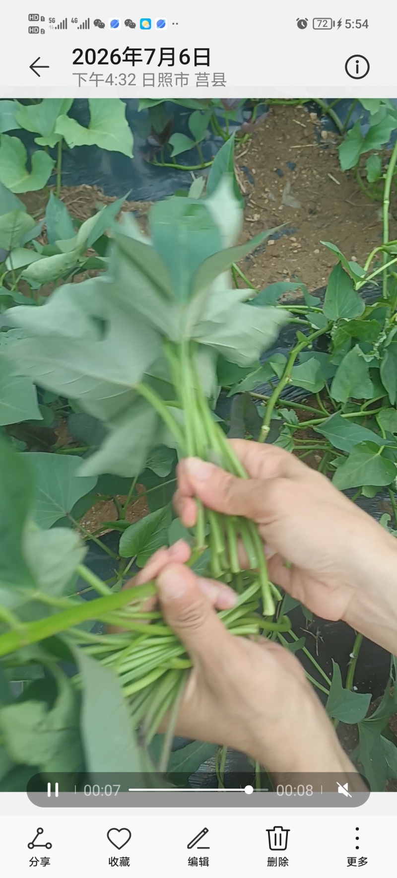 可食地瓜叶番薯叶泡沫箱加冰发货