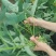 可食地瓜叶番薯叶泡沫箱加冰发货