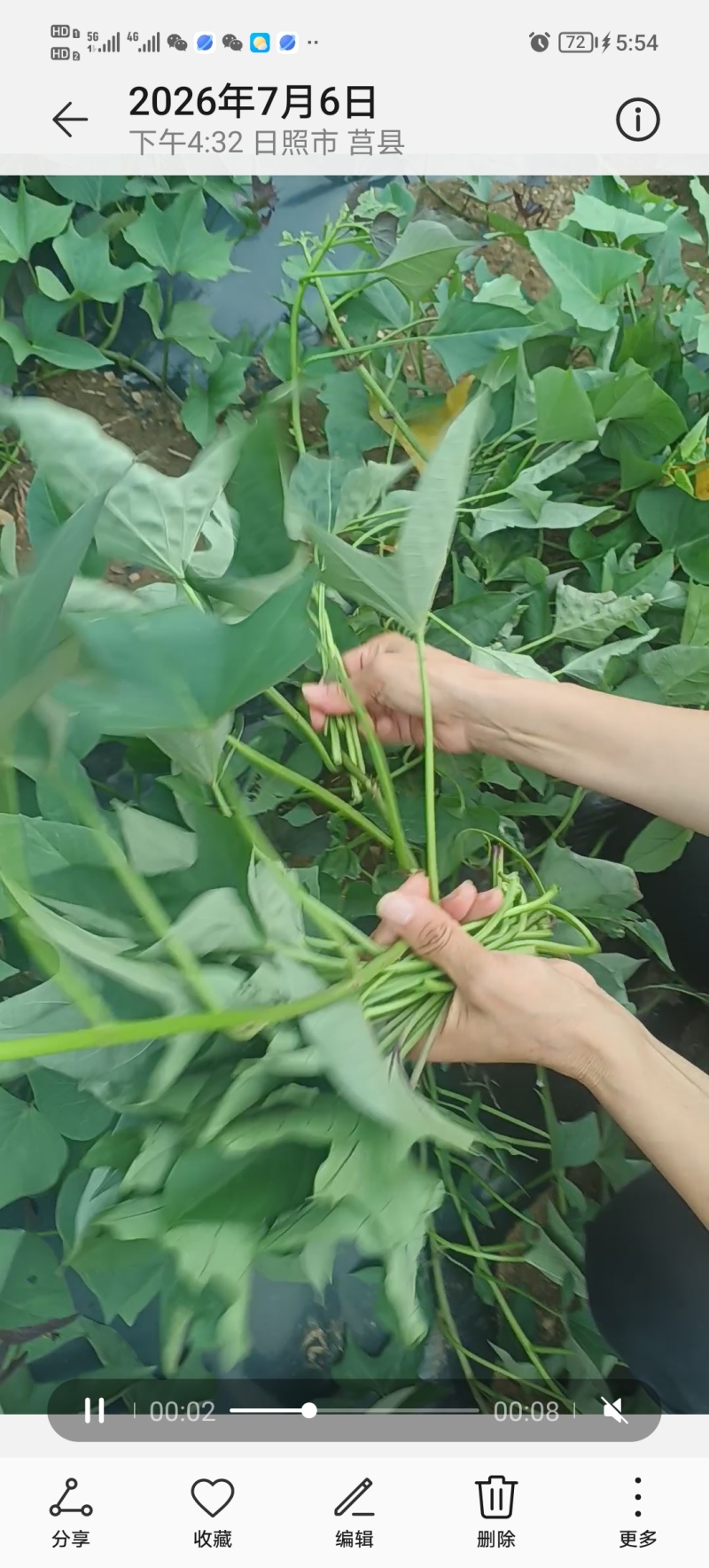 可食地瓜叶番薯叶泡沫箱加冰发货
