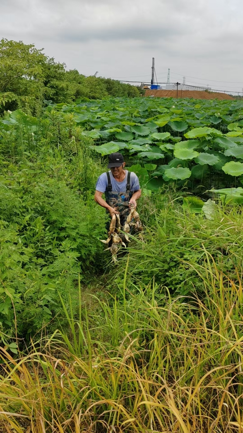 鄂莲6号