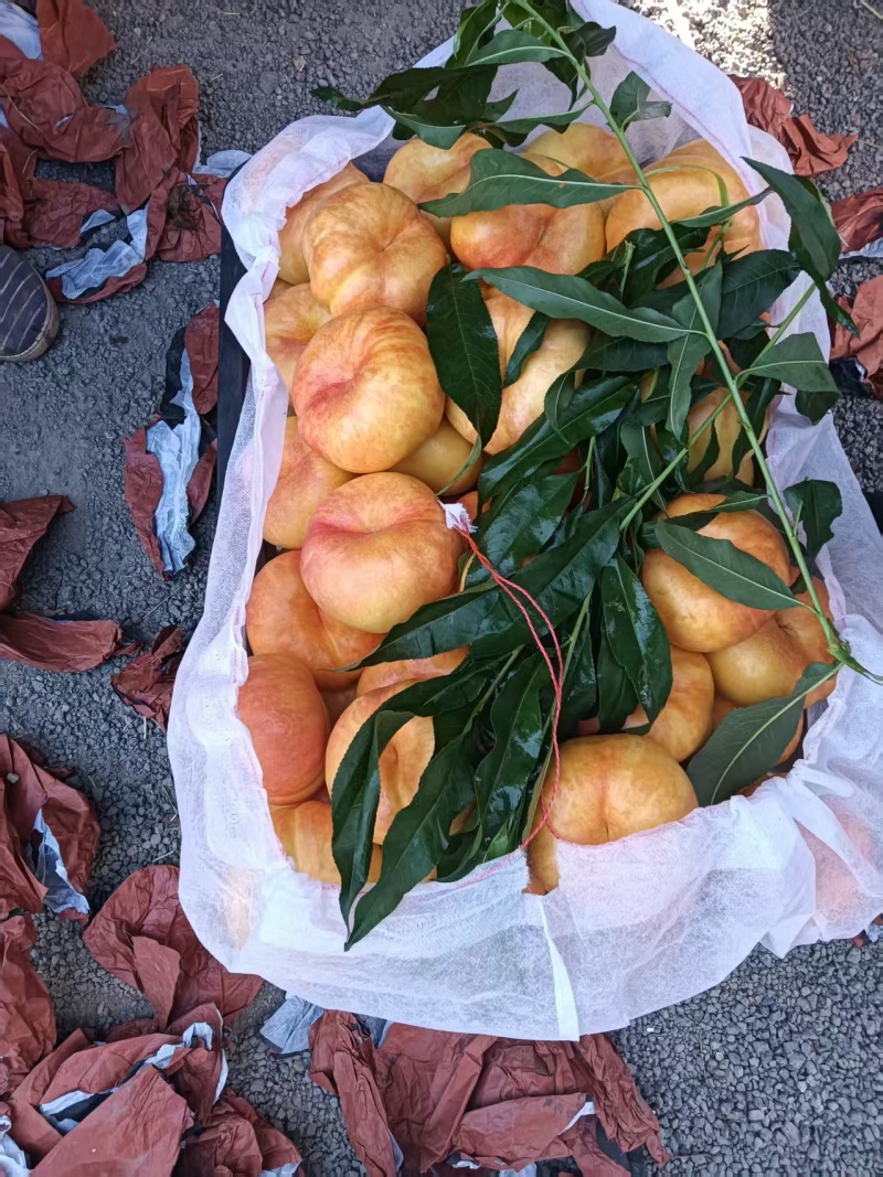 油盘桃