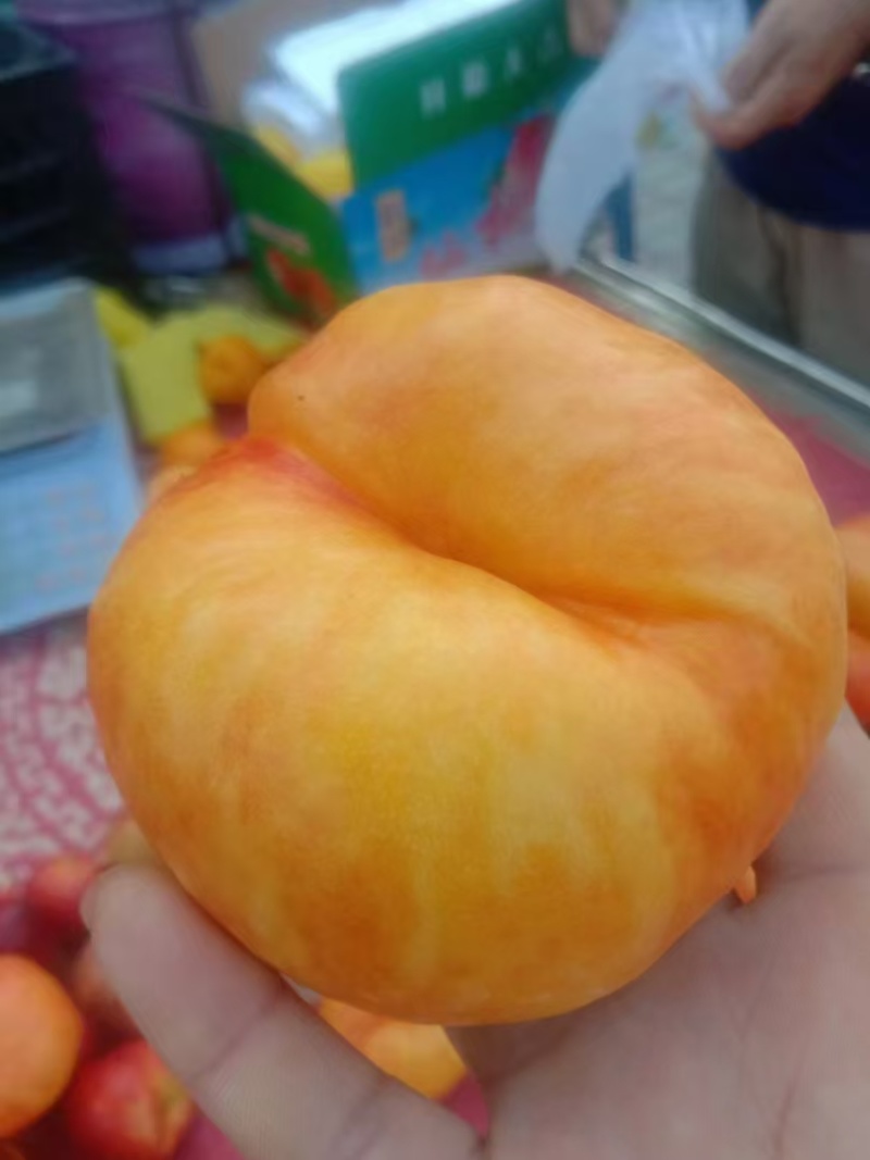 油盘桃