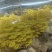 榆黄菇鲜品销售