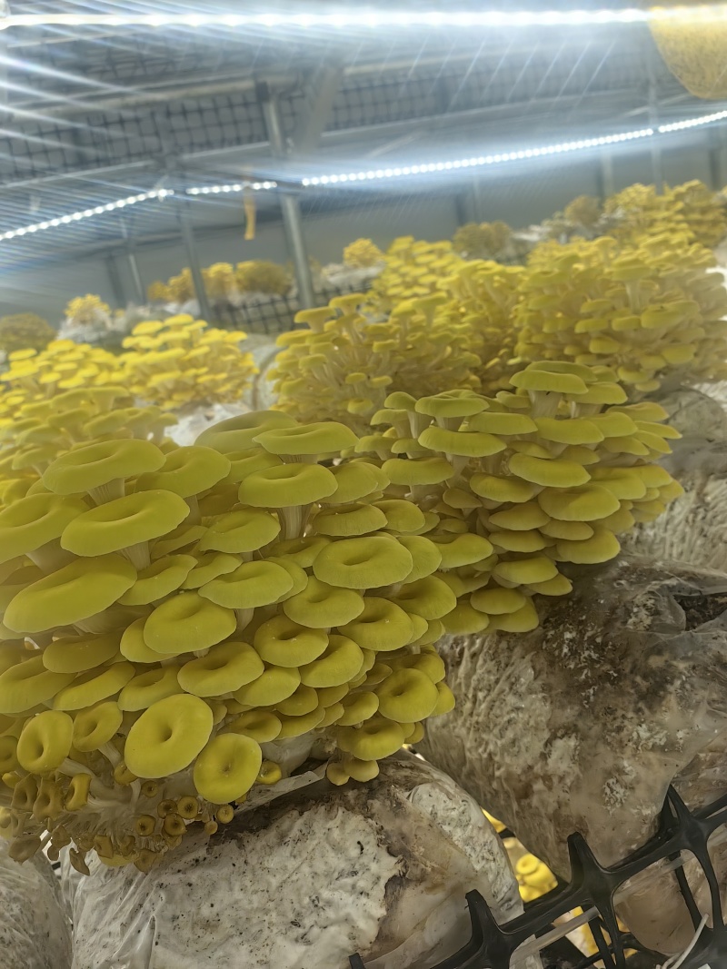 榆黄菇鲜品销售