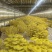 榆黄菇鲜品销售