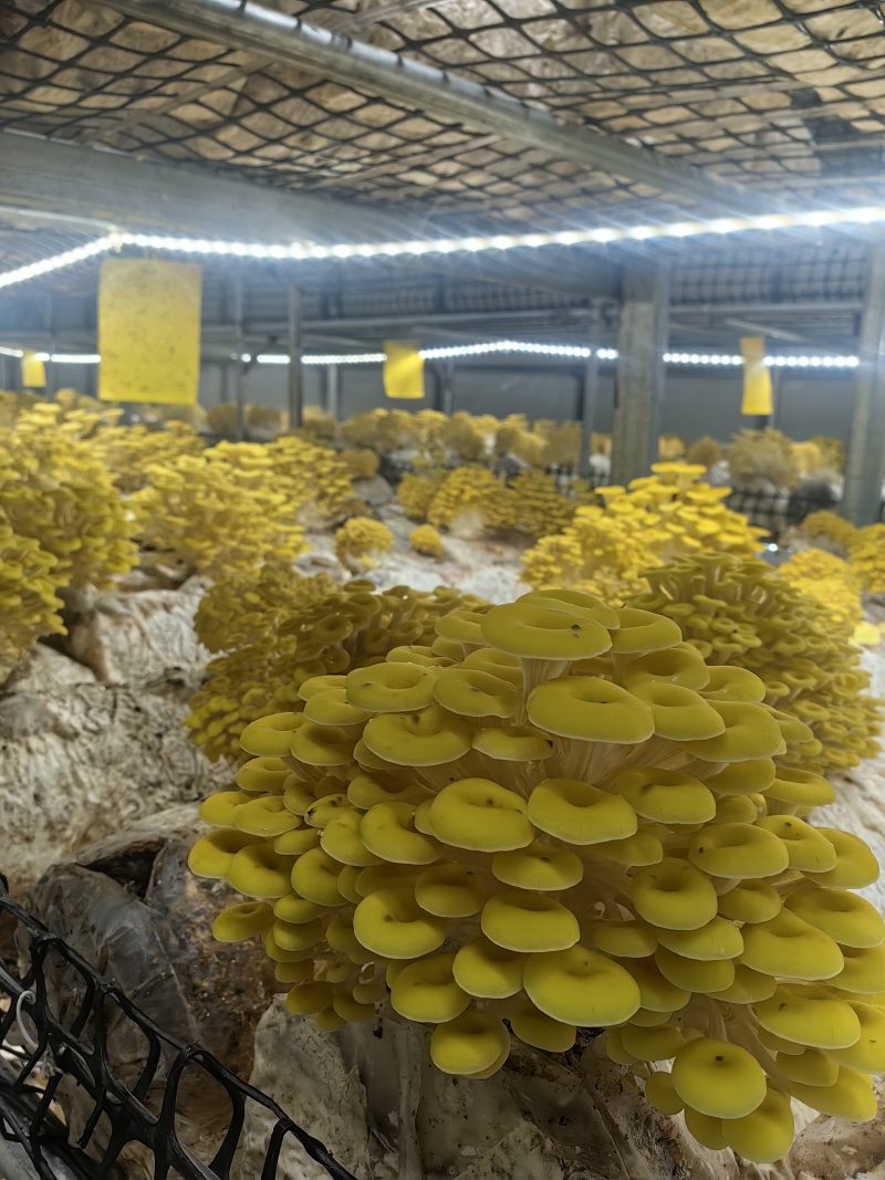 榆黄菇鲜品销售