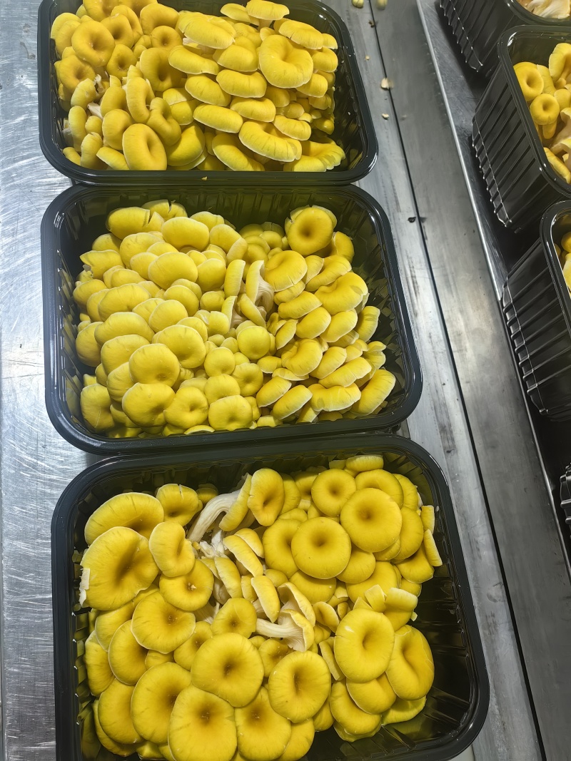 榆黄菇鲜品销售