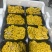 榆黄菇鲜品销售