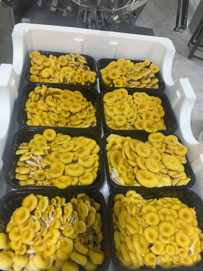 榆黄菇鲜品销售