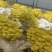 榆黄菇鲜品销售