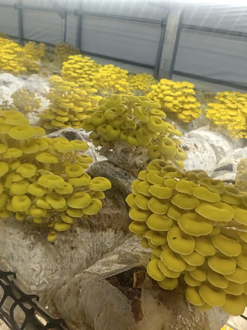 榆黄菇鲜品销售
