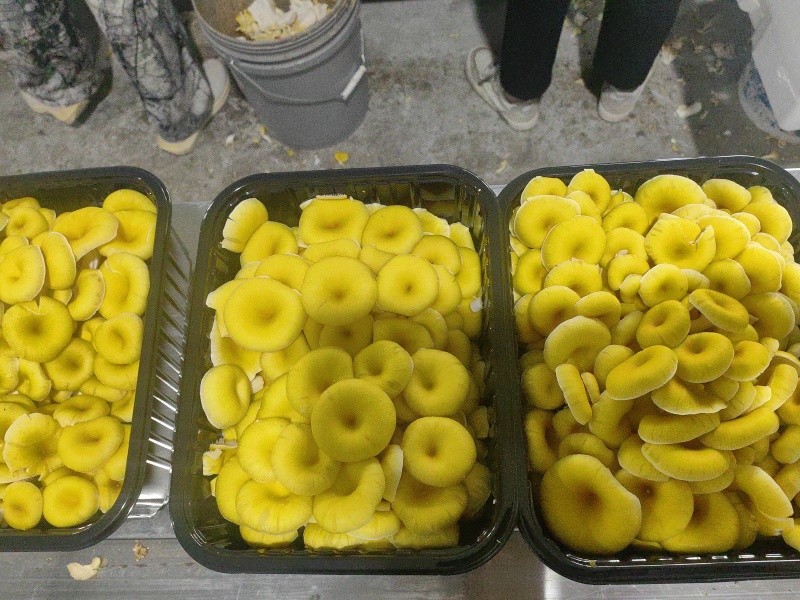榆黄菇鲜品销售