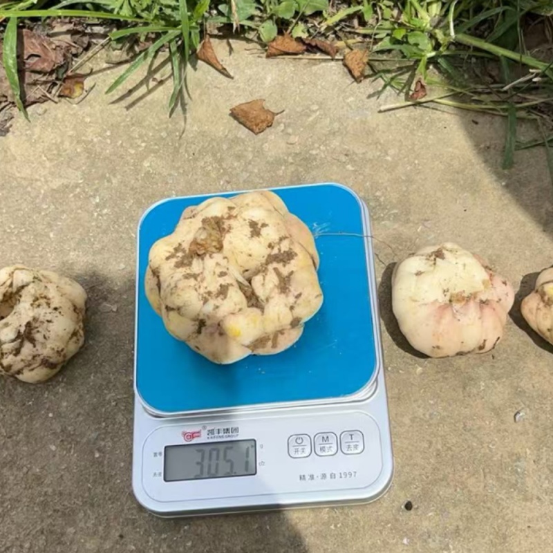 新鲜菜百合。软糯甜。