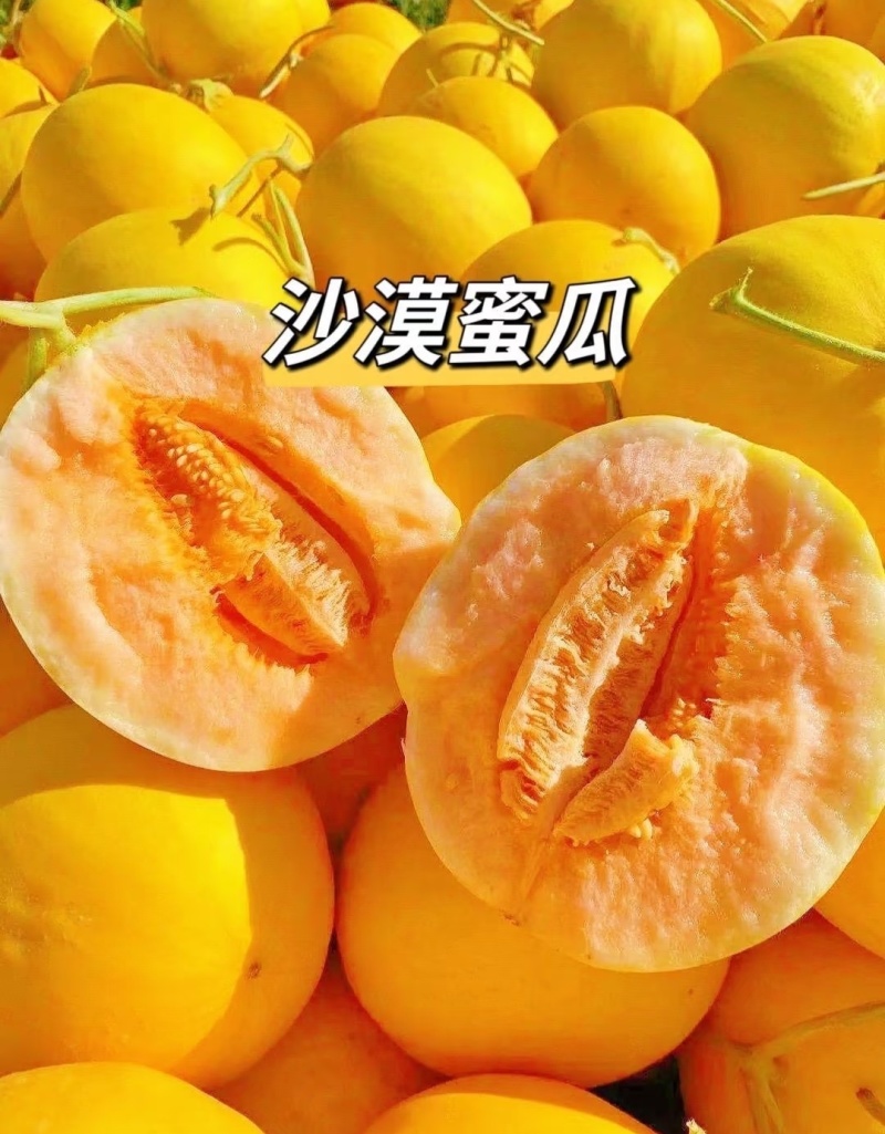 甘肃民勤蜜瓜，产地一手货源，规格齐全，量大从优可视频看货