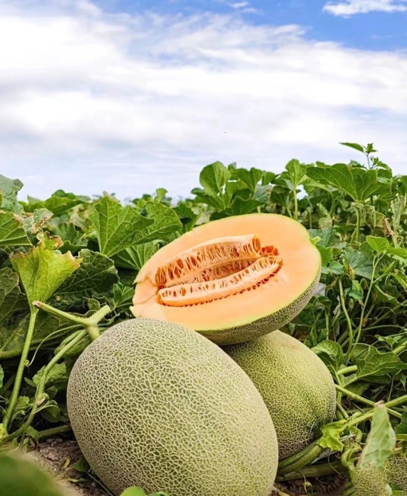 西州蜜瓜甘肃哈密瓜，品种齐全，量大从优，对接市场批发商