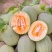 西州蜜瓜甘肃哈密瓜，品种齐全，量大从优，对接市场批发商