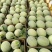 西州蜜瓜甘肃哈密瓜，品种齐全，量大从优，对接市场批发商
