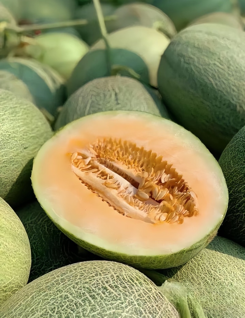 甘肃哈密瓜西州蜜瓜，一手货源，保质保量，大吨位供货发全国