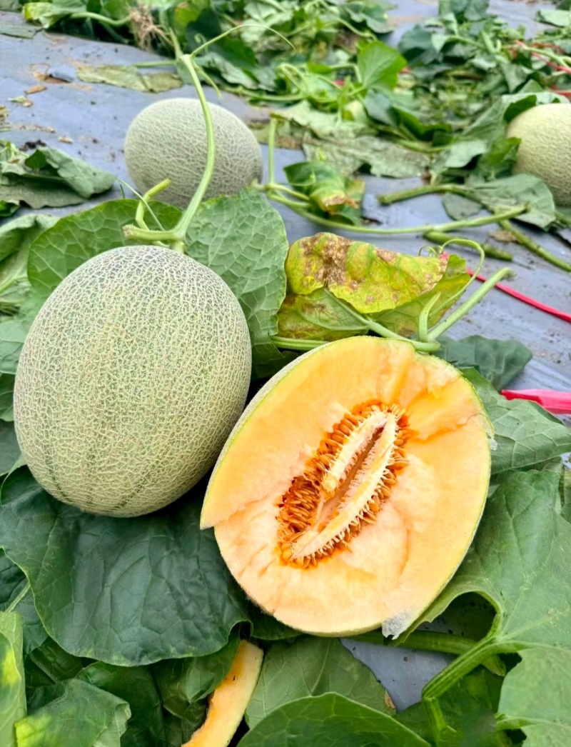 甘肃哈密瓜西州蜜瓜，一手货源，保质保量，大吨位供货发全国