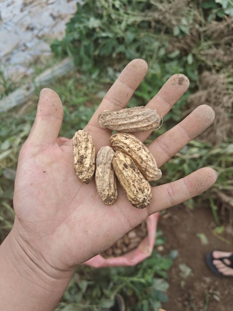 云南本地现挖七彩花生，自己种植，欢迎老板订货量大从优