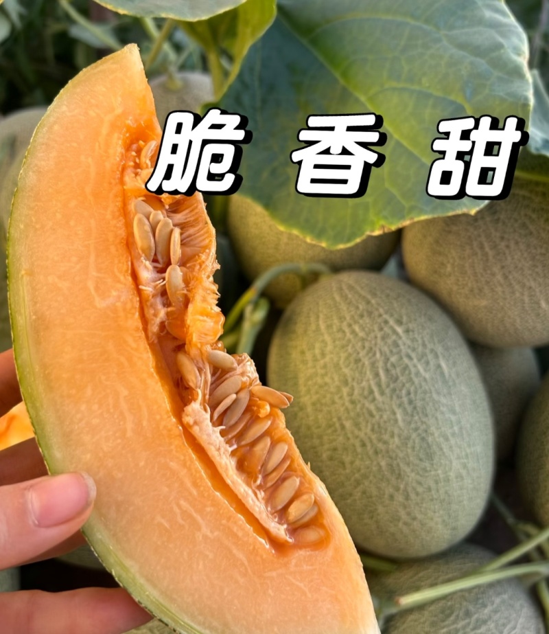 甘肃哈密瓜西州蜜瓜，一手货源，保质保量，大吨位供货发全国