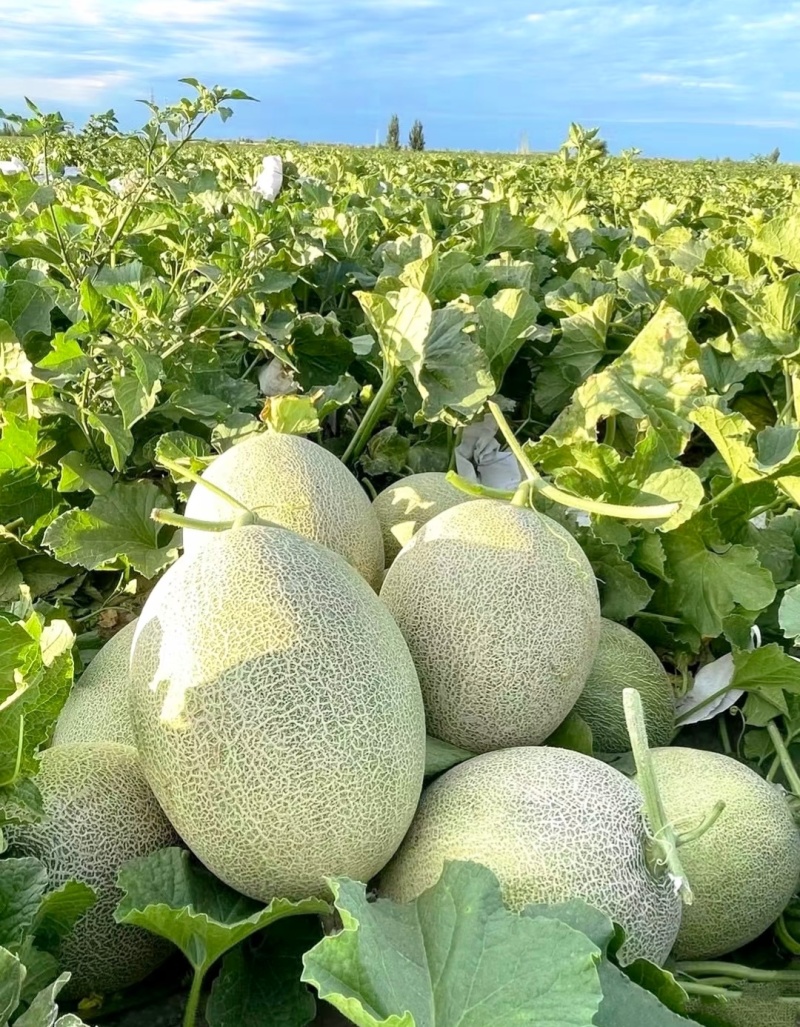 甘肃哈密瓜西州蜜瓜，一手货源，保质保量，大吨位供货发全国