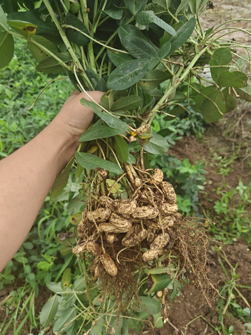 云南本地现挖七彩花生，自己种植，欢迎老板订货量大从优