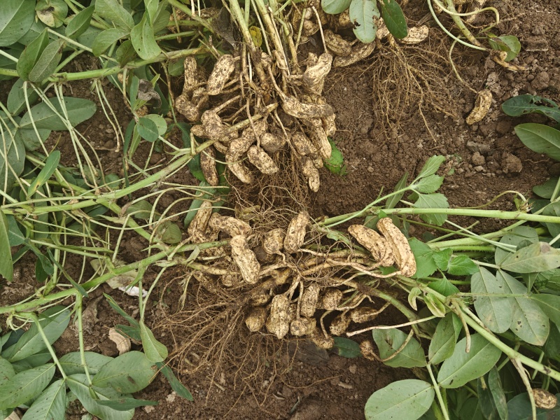 云南本地现挖七彩花生，自己种植，欢迎老板订货量大从优