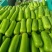 河南瓠瓜大量上市中，欢迎全国客商前来选购，代发全国