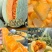 晓蜜25哈密瓜，甘肃哈密瓜，规格齐全保质保量，可视频看货