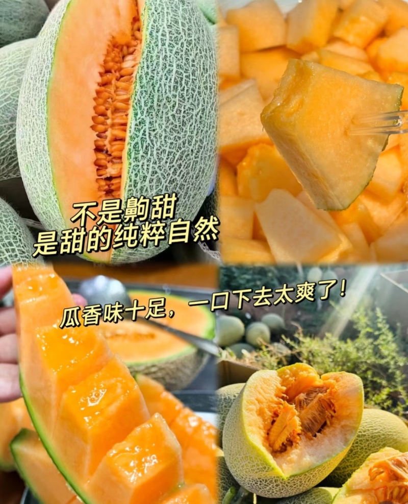 晓蜜25哈密瓜，甘肃哈密瓜，规格齐全保质保量，可视频看货