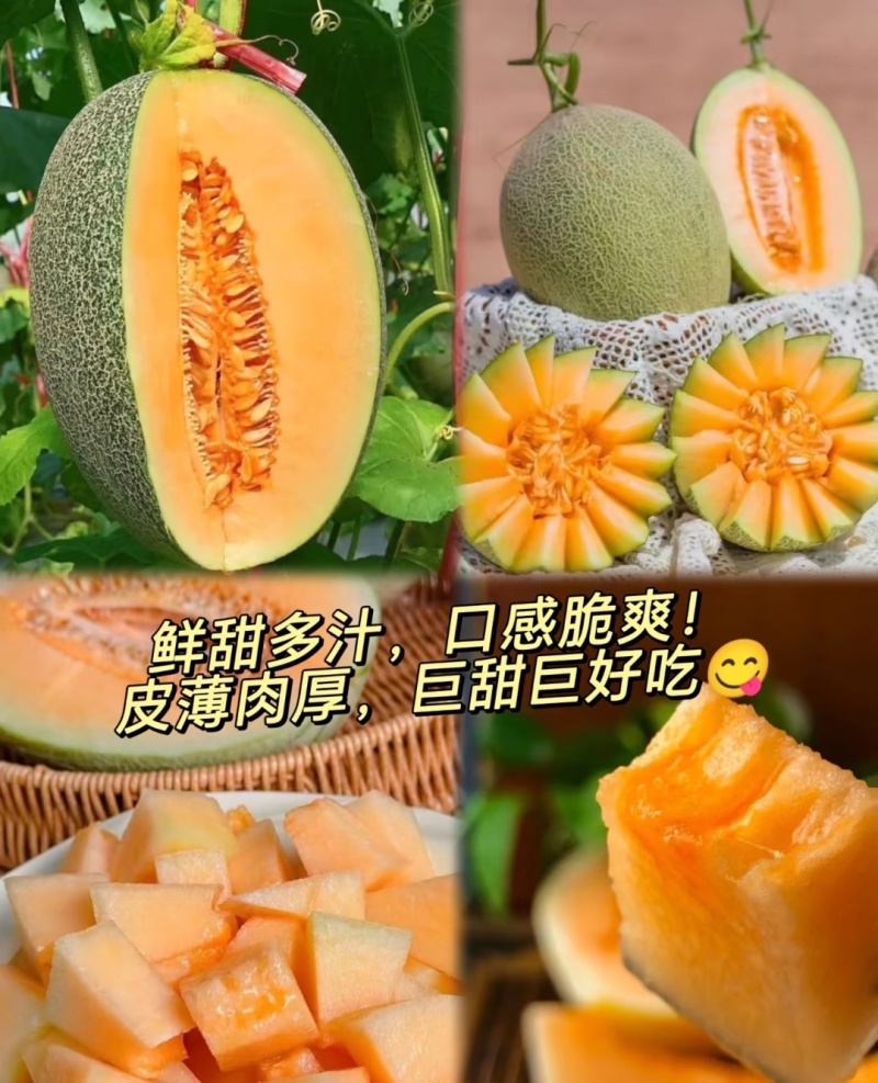 晓蜜25哈密瓜，甘肃哈密瓜，规格齐全保质保量，可视频看货