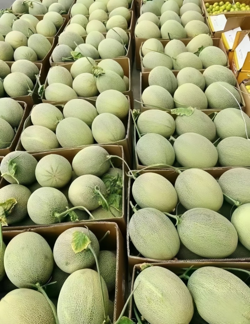 晓蜜25哈密瓜，甘肃哈密瓜，规格齐全保质保量，可视频看货