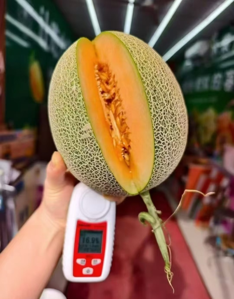 晓蜜25哈密瓜，甘肃哈密瓜，规格齐全保质保量，可视频看货