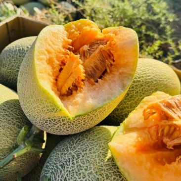 甘肃哈密瓜，晓蜜25哈密瓜，大量现货供应，对接市场批发商