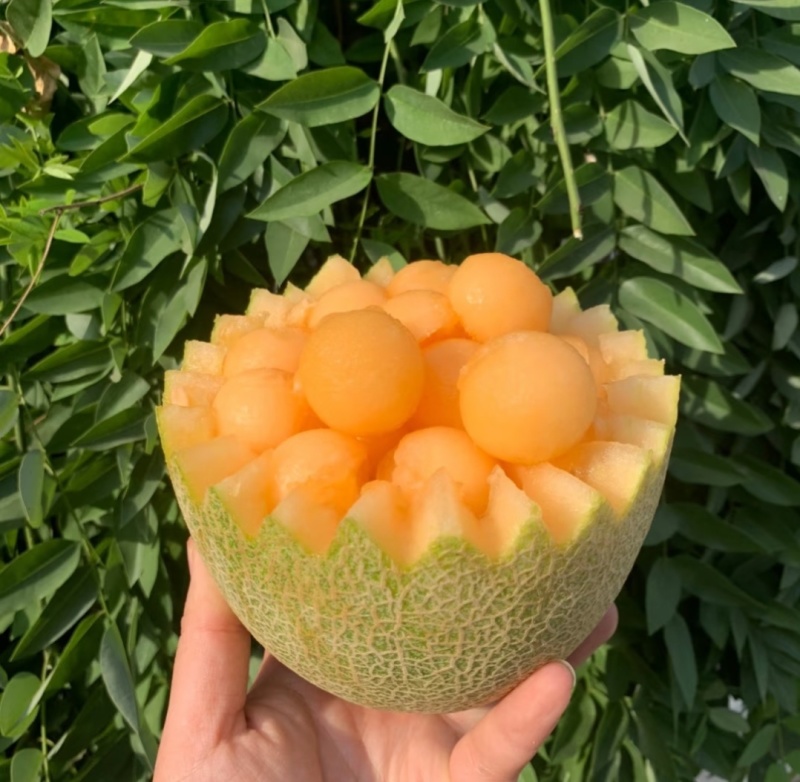 甘肃哈密瓜，晓蜜25哈密瓜，大量现货供应，对接市场批发商