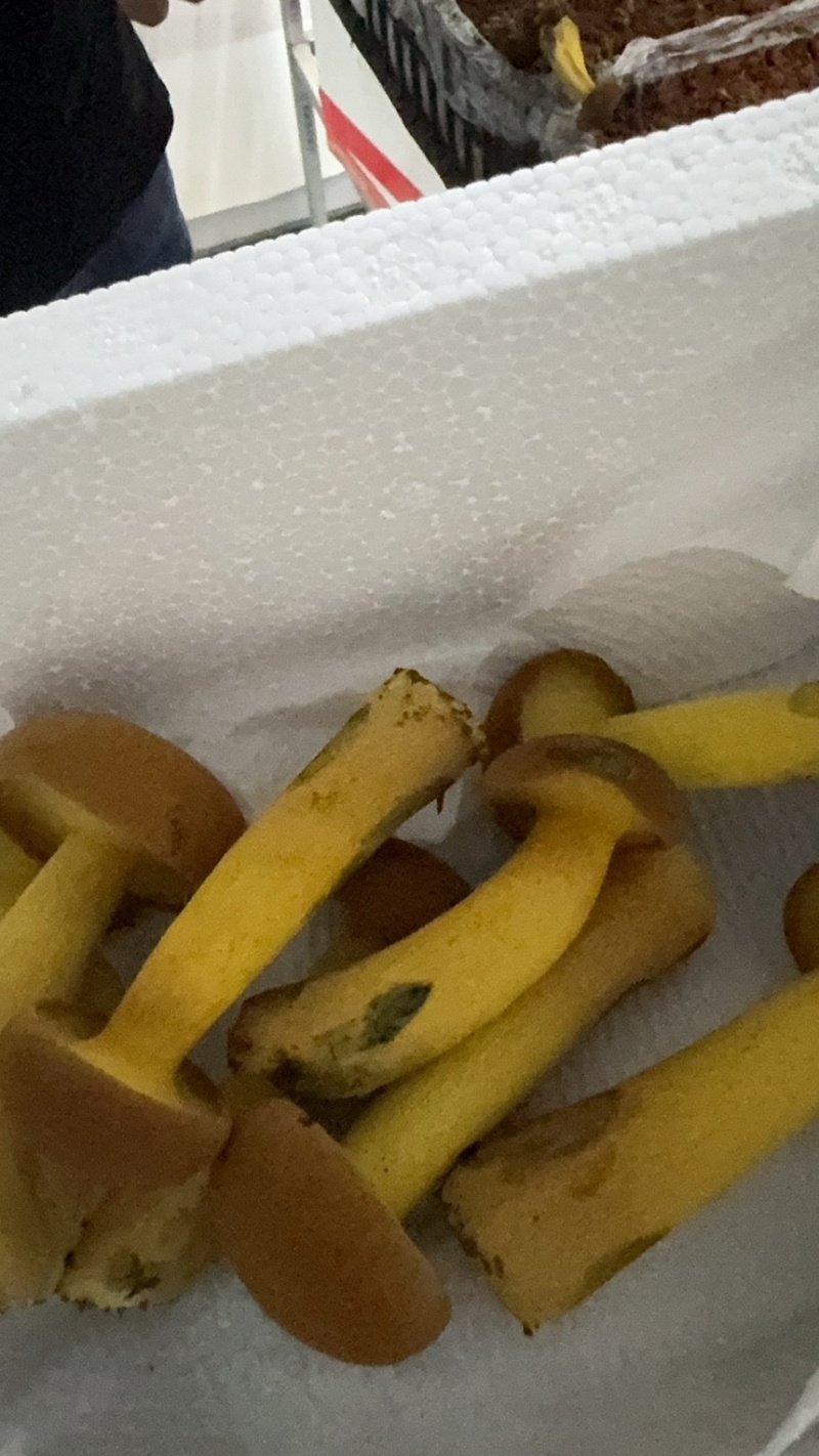 无毒见手青，黄牛肝菌，基地种植，全精品好货