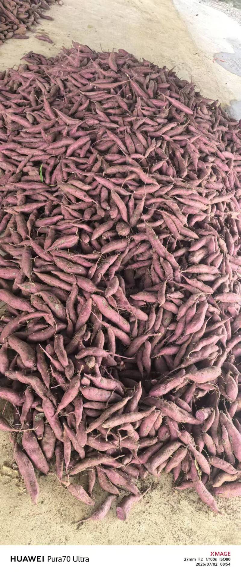 精选优质紫薯大量供应中支持各种规格各种包装