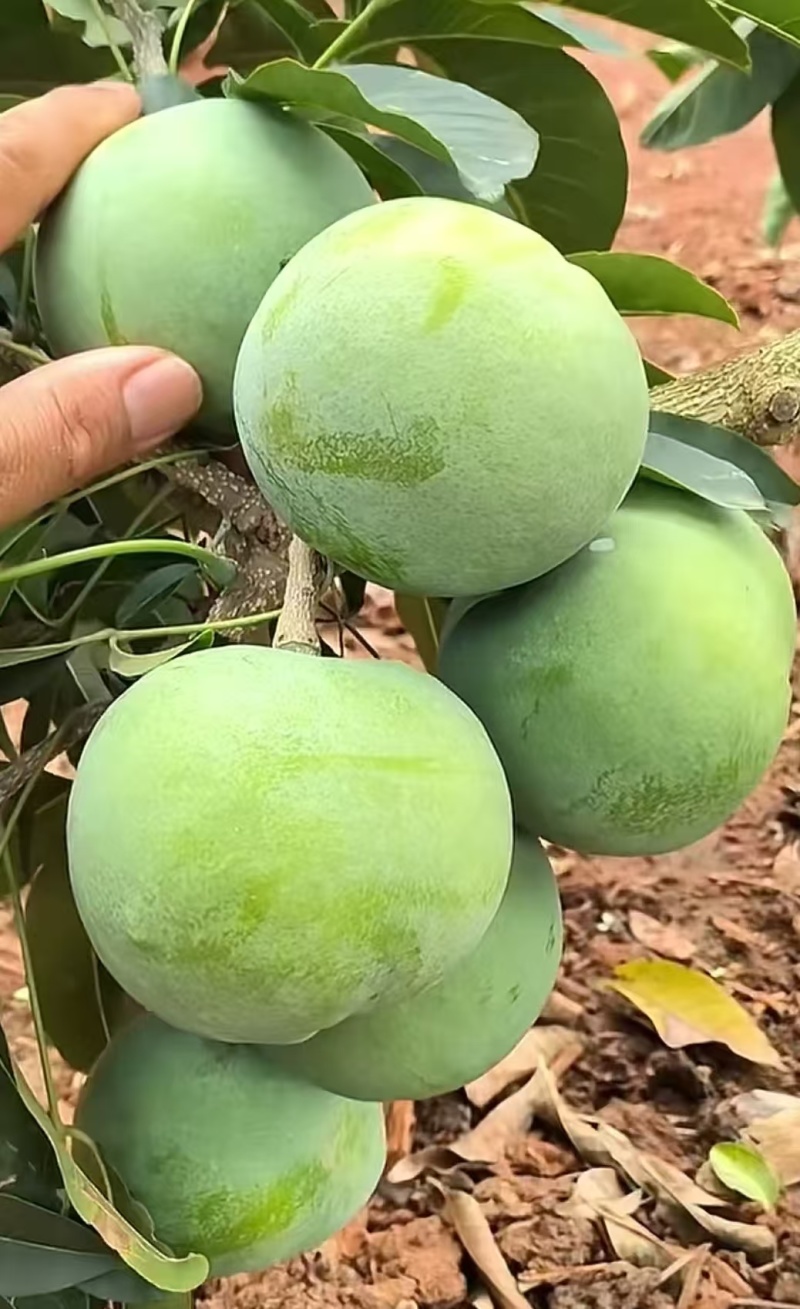 墨西哥品种冰琪琳果长在树上的哈根达产地直供欢迎来电咨询