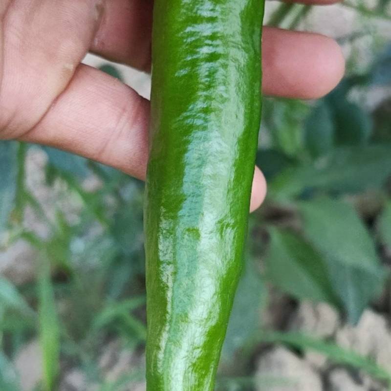 青辣椒羊角椒