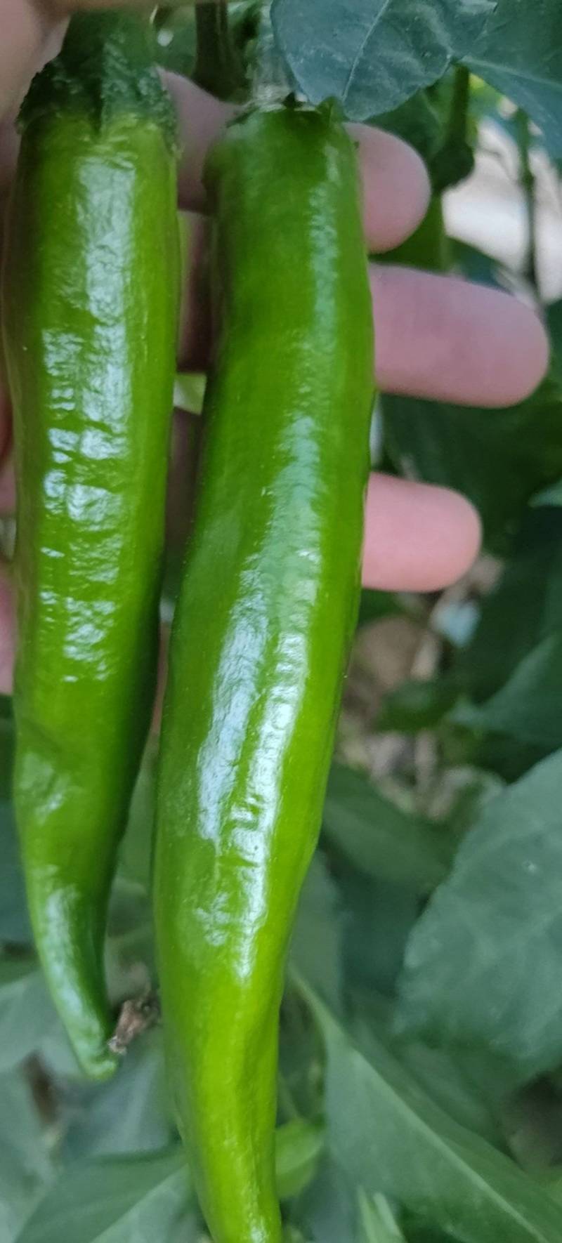 青辣椒羊角椒
