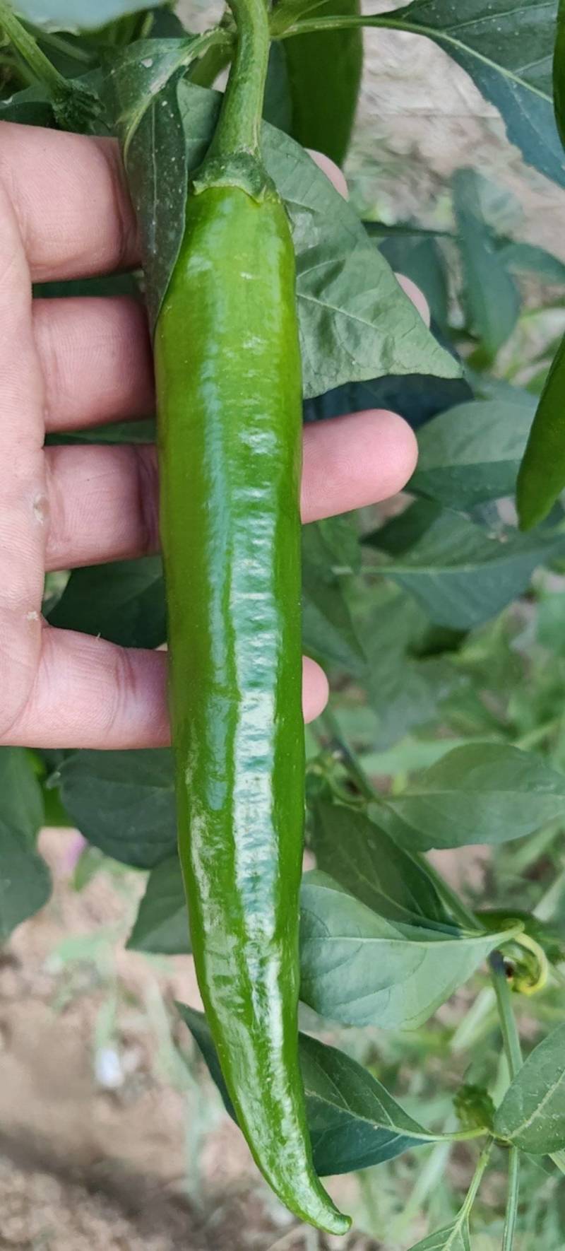 青辣椒羊角椒