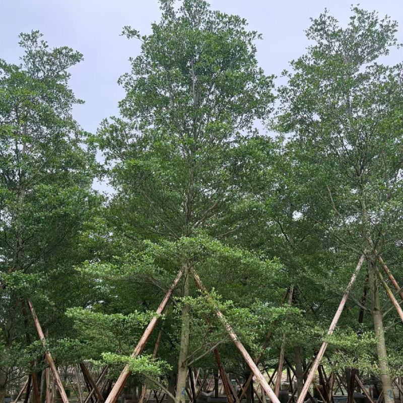 小叶榄仁8-15分，全冠，骨架，大量现货待售