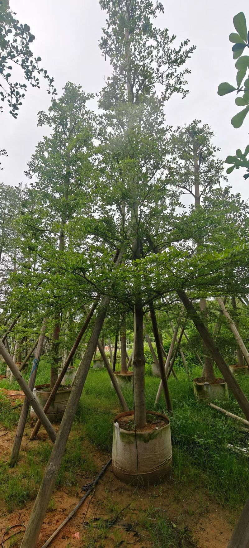 小叶榄仁8-15分，全冠，骨架，大量现货待售