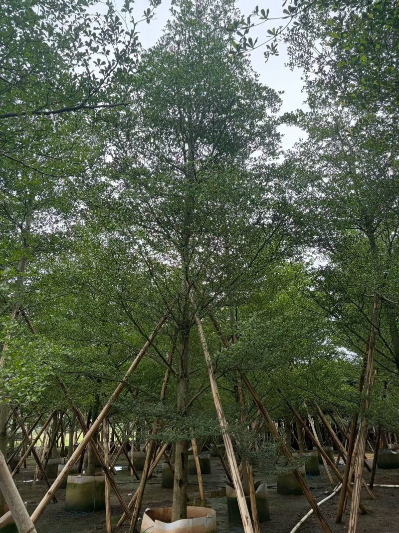 小叶榄仁8-15分，全冠，骨架，大量现货待售