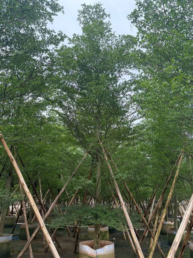 小叶榄仁8-15分，全冠，骨架，大量现货待售