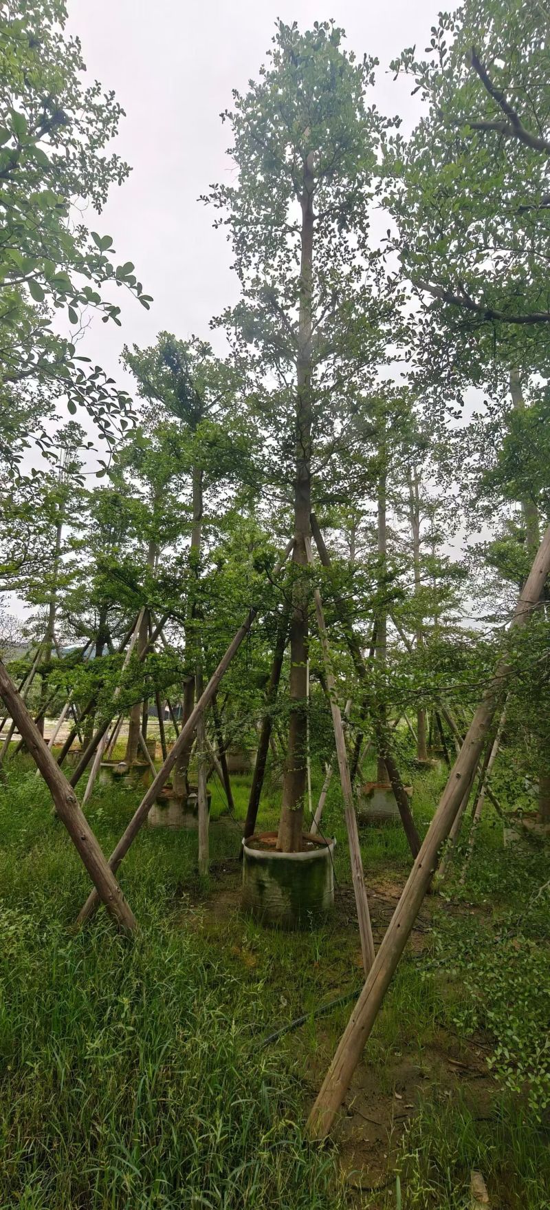 小叶榄仁8-15分，全冠，骨架，大量现货待售