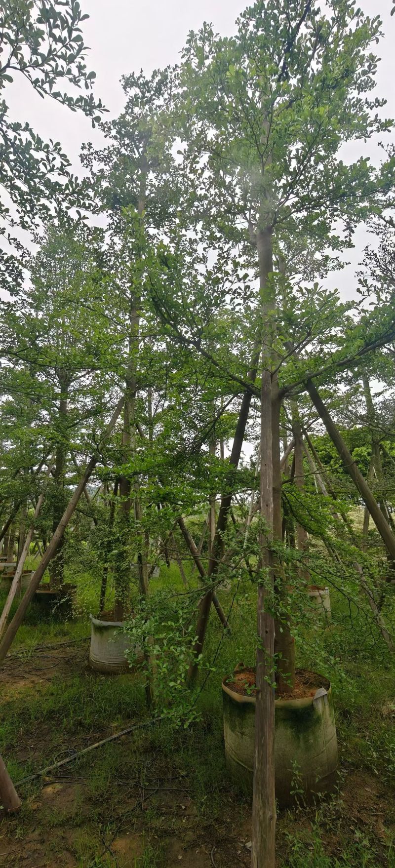 小叶榄仁8-15分，全冠，骨架，大量现货待售