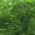 绿色有机种植小冬瓜