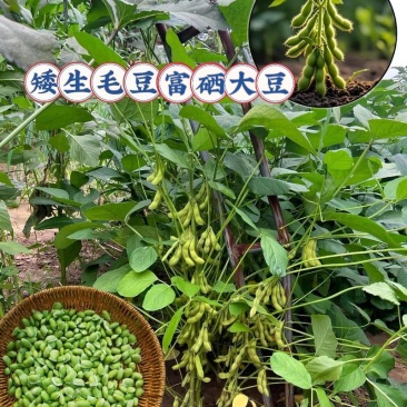 毛豆，75-3毛豆，大刀片毛豆，数十吨现货，保农残
